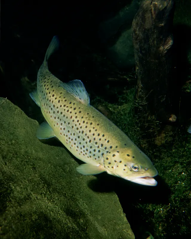 Pesci (Salmo trutta)