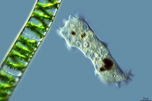 Fitoplancton (Diatomee)