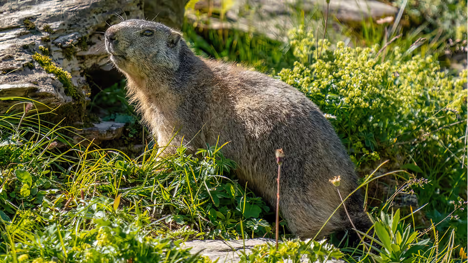 Marmotta (Marmota marmota)