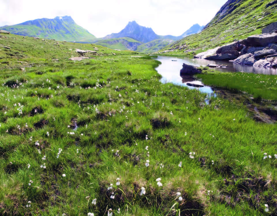 Eriophorum scheuchzeri